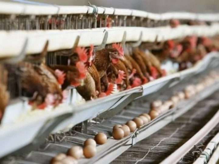 La Asociación de Productores de Huevos Dominicanos se opone a la decisión de Abinader