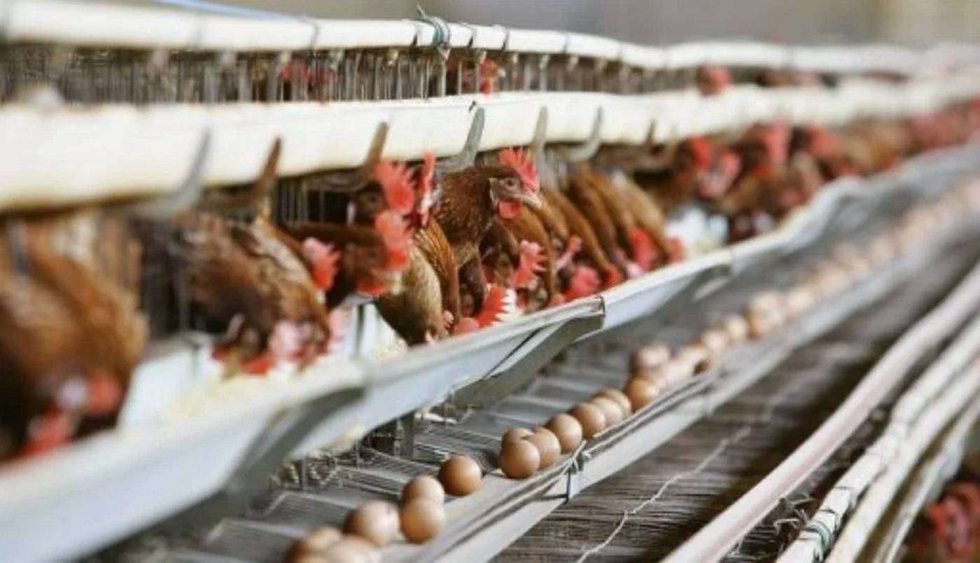 La Asociación de Productores de Huevos Dominicanos se opone a la decisión de Abinader